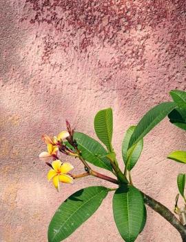 Soulgreen_Plumeria_unprogetto_plumeria-11-800x1200.jpg