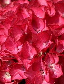 ballhortensie-royalty-collection-red-angel--m087090_w_2.jpg