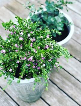 boronia-crenulata.jpg