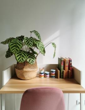 calathea.jpg