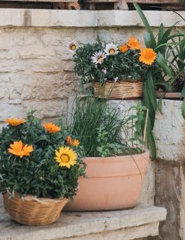 gazania.jpg
