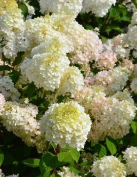 hortensia-panicule-diamantino-ren101-.jpg