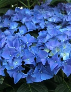 hydrangea_macrophylla_early_blue_resized_1.jpg