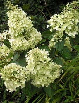 hydrangea_paniculata_candlelight.jpg