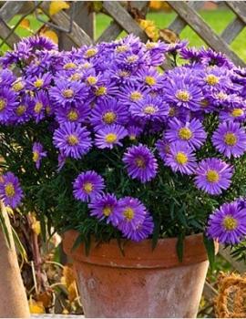 nurserylive-Aster-violet-Plant.jpg