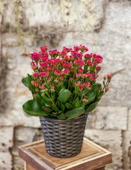 pinkkalanchoe.jpg