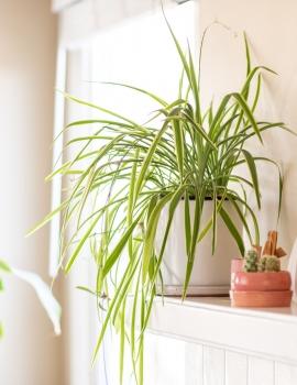 spider-plants-chlorophytum-definition-1902773-02-4fc579ee1b874f4ca148482782d163b6.jpg