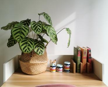 3747315calathea.jpg