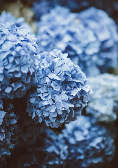 HYDRANGEA.jpg