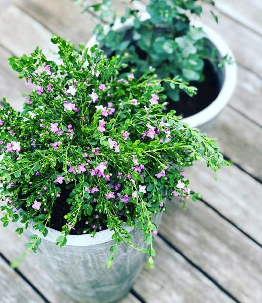 boronia-crenulata.jpg