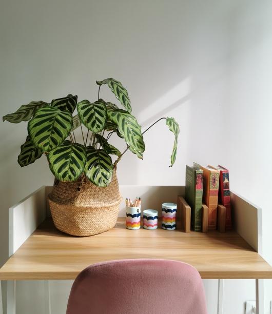 calathea.jpg