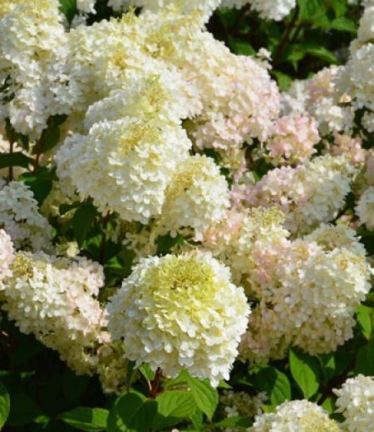 hortensia-panicule-diamantino-ren101-.jpg