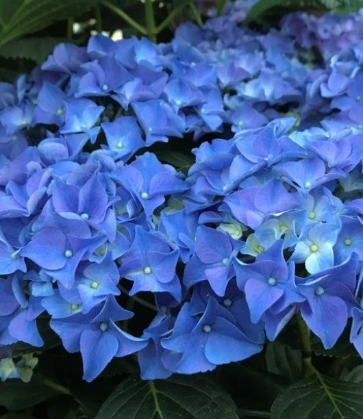 hydrangea_macrophylla_early_blue_resized_1.jpg