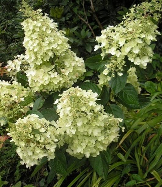 hydrangea_paniculata_candlelight.jpg