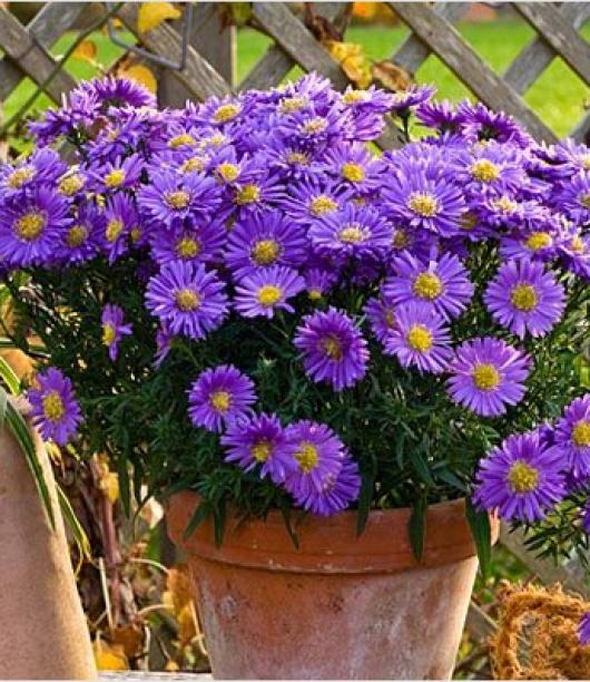 nurserylive-Aster-violet-Plant.jpg