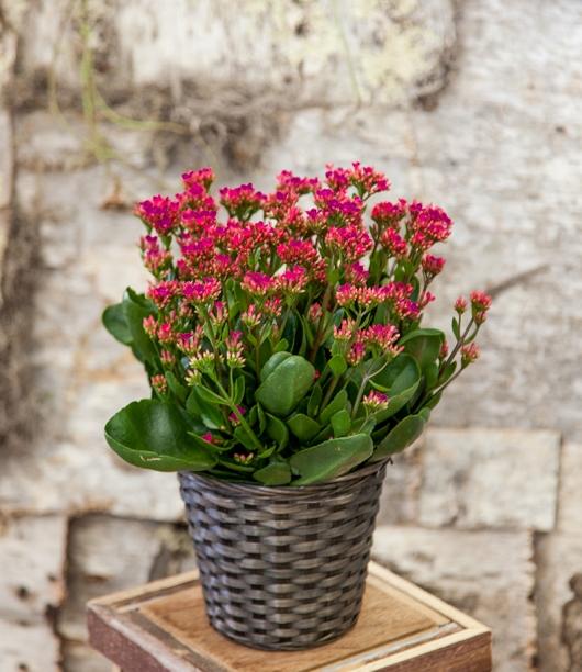 pinkkalanchoe.jpg